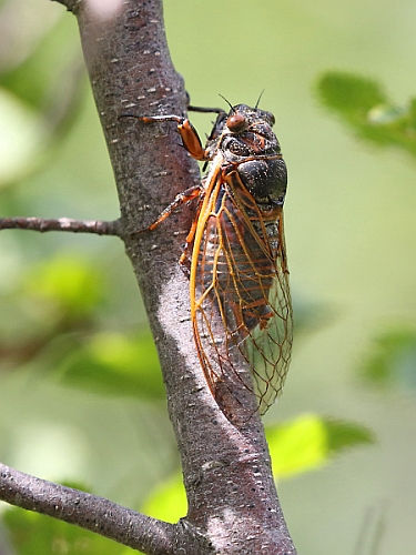 J16_1720 Cicada - more natural.jpg